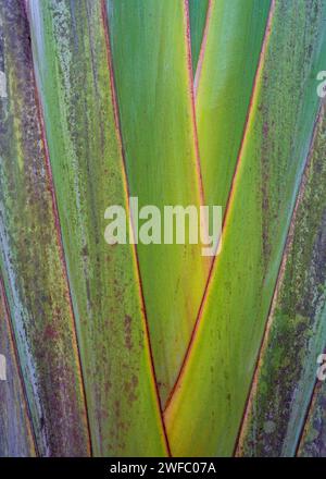 Vue rapprochée verticale du palmier du voyageur aka ravenala madagascariensis - un fond naturel abstrait coloré et texturé Banque D'Images