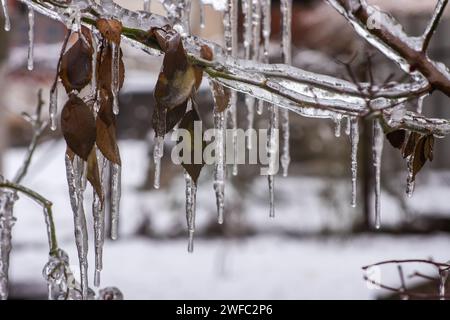 Gros plan de glaçons suspendus à une branche recouverte de glace provenant d'une tempête de verglas hivernale. Banque D'Images