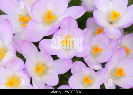 Un gros plan de crocus d'en haut Banque D'Images