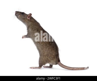 Adorable rat brun, debout sur les pattes arrière. Nez vers le haut en reniflant les côtés et vers le haut. Isolé sur fond blanc. Banque D'Images