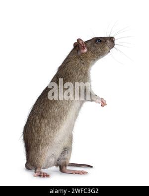 Adorable rat brun, debout sur les pattes arrière. Nez vers le haut en reniflant les côtés et vers le haut. Isolé sur fond blanc. Banque D'Images