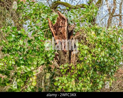 Tronc d'arbre brisé couvert de lierre rampante (Hedera) - centre de la France. Banque D'Images