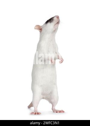 Adorable rat blanc masqué, debout sur les pattes arrière montrant le ventre. Nez vers le haut en reniflant les côtés et vers le haut. Isolé sur fond blanc. Banque D'Images