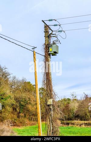 Vigne rampante atteignant un transformateur de 410 volts au sommet d'un poste électrique à haute tension - centre de la France. Banque D'Images