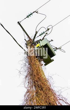 Vigne rampante atteignant un transformateur de 410 volts au sommet d'un poste électrique à haute tension - centre de la France. Banque D'Images