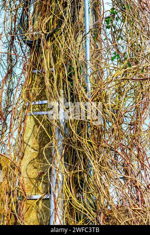 Vigne rampante atteignant un transformateur de 410 volts au sommet d'un poste électrique à haute tension - centre de la France. Banque D'Images