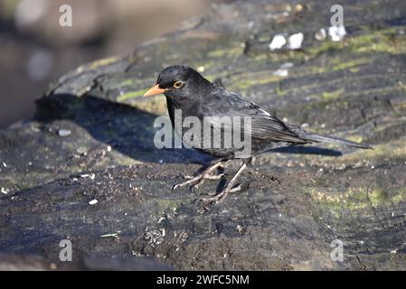 Oiseau noir commun mâle (Turdus merula) debout sur le dessus de la bûche en décomposition dans le profil gauche par un jour d'hiver ensoleillé au Royaume-Uni Banque D'Images