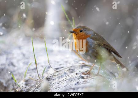 Gros plan d'un oiseau rouge sauvage britannique (Erithacus rubecula) en hiver, debout sur une bûche enneigée alors que la neige tombe. Banque D'Images