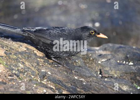 Image de profil droit d'un oiseau noir commun mâle (Turdus merula) marchant dans une bûche en décomposition, sur un fond bokeh gris, prise en hiver au Royaume-Uni Banque D'Images