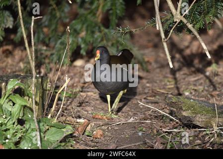 Moorhen commun (Gallinula chloropus) marchant vers la caméra sur un sol boisé ensoleillé, en hiver en Angleterre, Royaume-Uni Banque D'Images