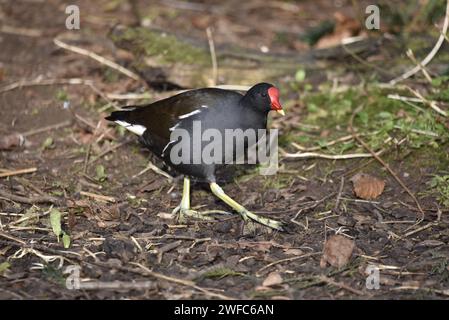 Centre avant-plan image d'un Moorhen commun (Gallinula chloropus) marchant de gauche à droite sur Woodland Floor, prise sur une réserve naturelle dans le Staffordshire Banque D'Images