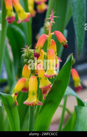 Lachenalia aloides quadricolor, Lachenalia quadricolor, fleur d’opale quadrichromie, fleurs tubulaires jaunes et vertes racèmes, base rouge, pointe violette Banque D'Images