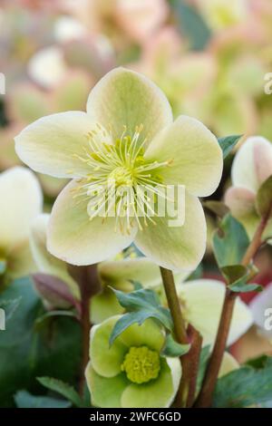 Helleborus ericsmithii Monte Cristo, Helleborus ericsmithii Coseh 860, tiges rouge foncé, grappes de fleurs vert pâle crémeuses rincées rose-aprique Banque D'Images