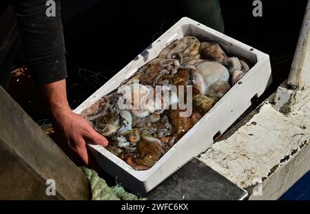 Un homme tenant beaucoup de poulpe commune fraîchement pêchée (Octopus vulgaris) dans une boîte de poisson en polystyrène EPS, le poissonnier décharge la pieuvre du bateau Banque D'Images
