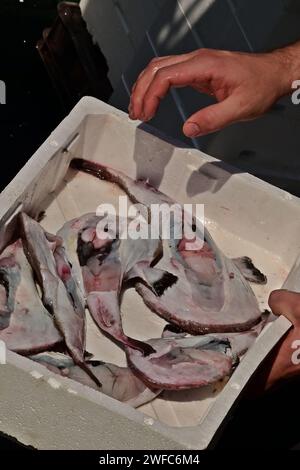 Un homme sort un pêcheur européen fraîchement pêché ou une langouste commune (Lophius piscatorius) d'une boîte de poisson en mousse de polystyrène (EPS).Un poisson d'eau profonde,Croatie Banque D'Images