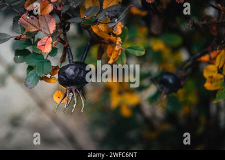 Plan macro d'une baie de rose musquée noire sur une branche de buisson dans les feuilles d'automne Banque D'Images