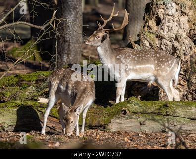 Quelques cerfs de jachère dans la forêt Banque D'Images