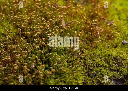 Belle mousse verte sur le sol, mousse, gros plan macro. Magnifique cadre des moss pour wallpaper Banque D'Images