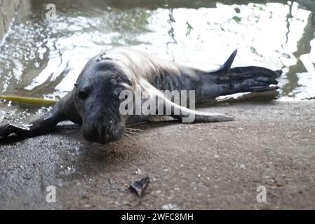 Hambourg, Allemagne. 30 janvier 2024. Un chiot de phoque se trouve dans une enceinte dans le quartier Schwanenquartier de Hambourg. L'animal a été retrouvé à la jetée de l'avionneur Airbus dans la zone portuaire. Crédit : Frank Bründel/dpa/Alamy Live News Banque D'Images