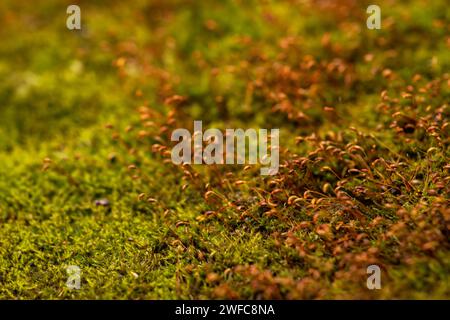 Belle mousse verte sur le sol, mousse, gros plan macro. Magnifique cadre des moss pour wallpaper Banque D'Images