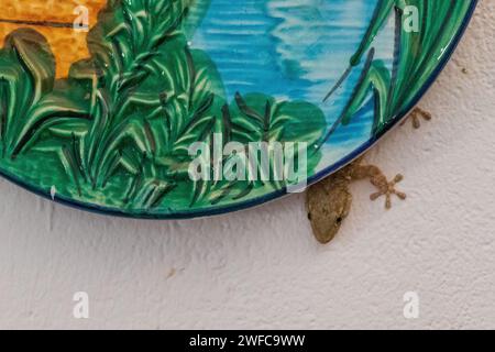 Tarentola mauritanica, Gecko mauresque se cachant derrière une assiette dans la cuisine Banque D'Images