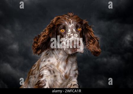 Spaniel tacheté de foie et blanc regardant vers le bas la caméra depuis une position élevée avec un ciel orageux et de mauvaise humeur en arrière-plan, magnifique ora Banque D'Images