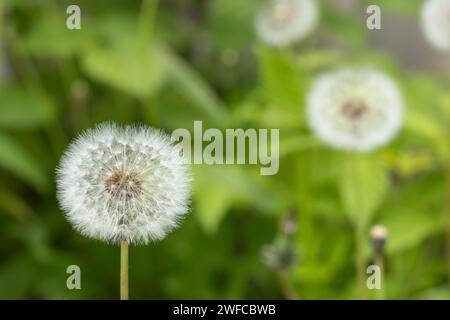 Fermé Bud d'un pissenlit. Pissenlit fleurs blanches dans l'herbe verte Banque D'Images