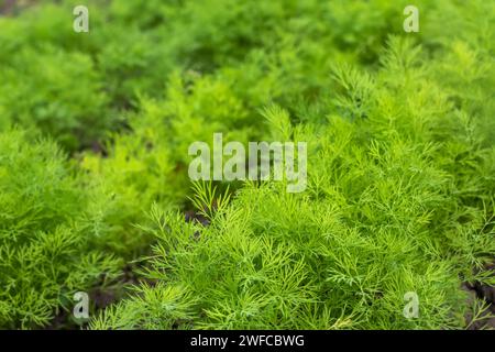 Aneth frais Anethum graveolens poussant sur le lit de légumes. Herbe annuelle, famille des Apiaceae. Culture d'herbes fraîches. Plantes vertes dans le jardin, écologique Banque D'Images