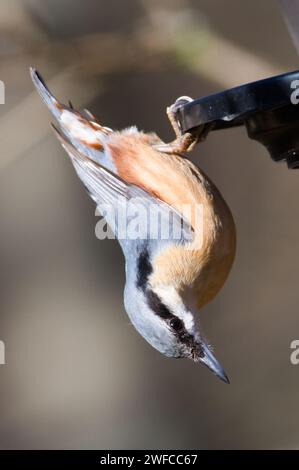 Sitta europaea aka Eurasian Nuthatch dans sa position typique à l'envers sur la mangeoire à oiseaux. Banque D'Images