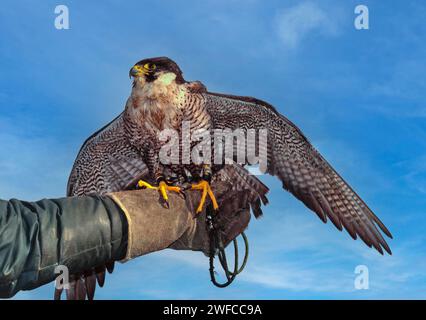 Falco peregrin Falco peregrinus sur une main gantée de fauconniers Banque D'Images