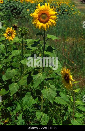 Tournesols Helianthus poussant dans un champ en Afrique du Sud Banque D'Images