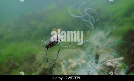 Crevettes baltes assises sur une bouée filet de pêche perdu sur des algues vertes dans la mer Noire, pollution par les engins fantômes des mers et de l'océan. Mer Noire, Odessa, Ukraine Banque D'Images