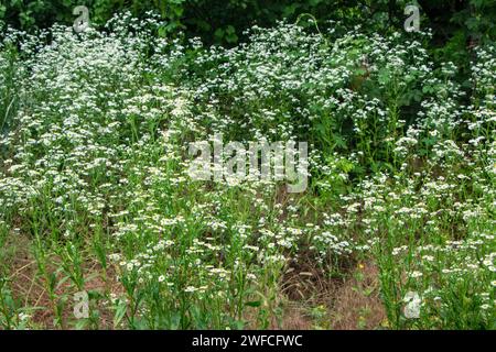 Erigeron annuus fleurit en juin. Erigeron annuus, anciennement Aster annuus, la fleabane annuelle, la fleabane de Marguerite, ou la fleabane de Marguerite de l'est, est une espèce o Banque D'Images