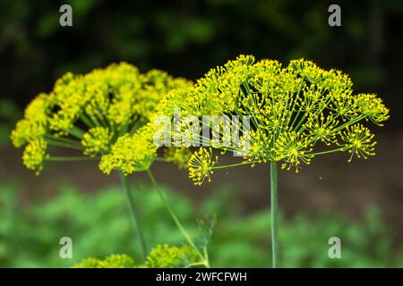 Aneth frais Anethum graveolens poussant sur le lit de légumes. Herbe annuelle, famille des Apiaceae. Culture d'herbes fraîches. Plantes vertes dans le jardin, écologique Banque D'Images