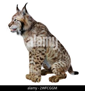 Rendu 3D d'un lynx animal sauvage isolé sur fond blanc Banque D'Images