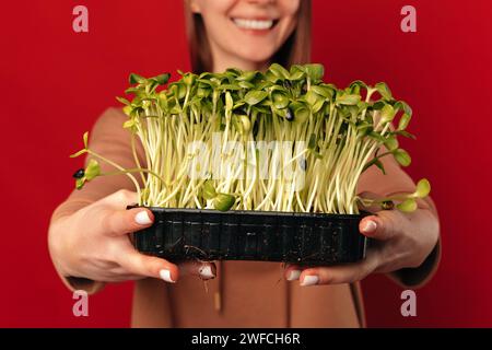 Gros plan récolte sans visage de germes de tournesol tenus par des mains femelles sur fond rouge. Banque D'Images