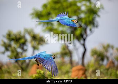 Couple Canindé Macaw en vol au parc national EMAS - Banque D'Images
