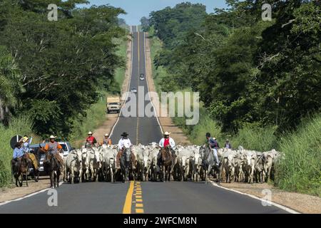 Piétons jouant au bétail sur l'autoroute Transamazônica BR-230 - Banque D'Images