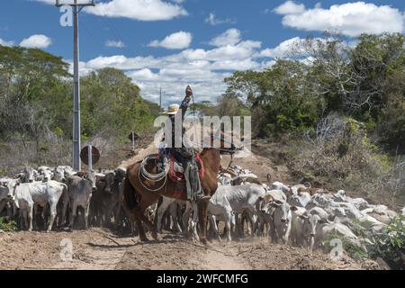 Le pion de cow-boy conduit une entreprise de bétail à travers Estrada Parque dans le Pantanal de Nhecolândia - Banque D'Images