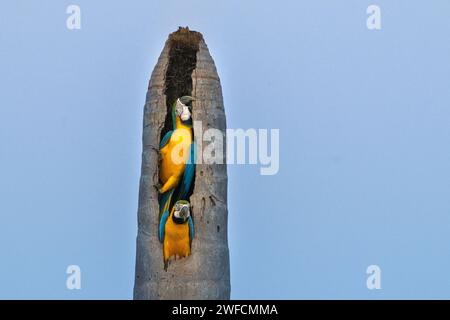 Nid d'acajou canari sur le tronc sec du palmier buriti - Lagoa das Araras - district de BOM Jardim - également appelé maca à ventre jaune, maca jaune et arauna Banque D'Images