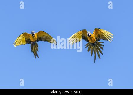 Canindé Macaw couple Flying - Parc National de Chapada dos Veadeiros - Banque D'Images