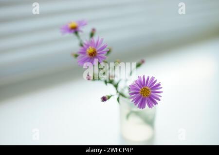 délicate petite fleur violette dans un vase sur la pièce floue légère. Banque D'Images