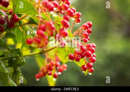 Grappe des baies mûres de viburnum recouvertes de gouttes d'eau pendant une pluie parmi les feuilles et les branches de buisson, gros plan dans la mise au point sélective Banque D'Images