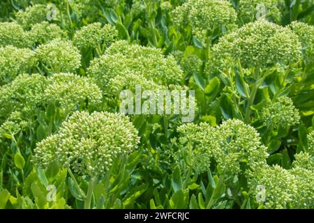 Sedum - Hylotelephium spectabile Stardust gros plan. Banque D'Images