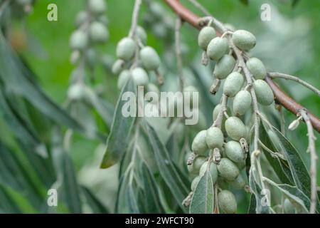 Gros plan d'Elaeagnus angustifolia communément appelé olive russe, baie argentée, oleaster, olive persane, ou branche d'olivier sauvage avec des fruits verts Banque D'Images