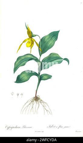 Cypripedium parviflorum, [ici Cypripedium flavescens] communément appelé pantoufle de dame jaune ou fleur de mocassin, est une orchidée pantoufle de dame originaire d'Amérique du Nord. Produites sous le patronage de Joséphine Bonaparte, Impératrice de France, les Liliacées de Pierre-Joseph redouté contenaient 503 planches détaillant les différentes espèces végétales de la famille des lys et apparentées à celle-ci. Produites de 1802 à 1816, les planches sont tirées de la vaste collection de plantes de l’impératrice Joséphine dans ses jardins de Malmaison, où redouté a travaillé comme artiste botanique. Ce folio est souvent considéré comme le mas redouté Banque D'Images