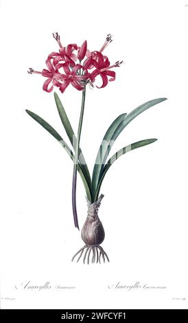 Nerine sarniensis, ici Amaryllis sarniensis communément appelé lys de Guernesey ou Raquel est une espèce de plante à fleurs de la famille des Amaryllidaceae. Espèce type du genre Nerine produite sous le patronage de Joséphine Bonaparte, Impératrice de France, les Liliacées de Pierre-Joseph redouté contenaient 503 planches détaillant les différentes espèces végétales de la famille des lys et apparentées à celle-ci. Produites de 1802 à 1816, les planches sont tirées de la vaste collection de plantes de l’impératrice Joséphine dans ses jardins de Malmaison, où redouté a travaillé comme artiste botanique. Ce folio est souvent consid Banque D'Images