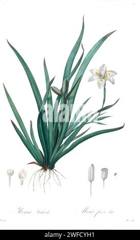 Dietes iridioides, ici Moroea iridioides. Communément appelé iris africain, lis de quinze jours et morea iris, est une espèce de plante de la famille des Iridaceae originaire d'Afrique australe. Produites sous le patronage de Joséphine Bonaparte, Impératrice de France, les Liliacées de Pierre-Joseph redouté contenaient 503 planches détaillant les différentes espèces végétales de la famille des lys et apparentées à celle-ci. Produites de 1802 à 1816, les planches sont tirées de la vaste collection de plantes de l’impératrice Joséphine dans ses jardins de Malmaison, où redouté a travaillé comme artiste botanique. Ce folio est souvent considéré comme Banque D'Images