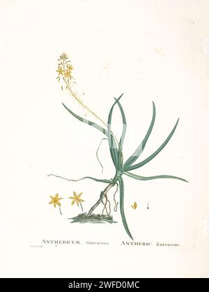 Bulbine caulescens L. ici comme Anthericum frutescens (Bulbine caulescens) d'Histoire des plantes succulentes [Plantarum historia succulentarum / Histoire des plantes graminées] peint par Pierre-Joseph redouté et décrit par Augustin Pyramus de Candolle Bulbine est un genre de plantes de la famille des Asphodelaceae et de la sous-famille des Asphodeloideae, Asphodeloideae. nommé pour le tubercule en forme de bulbe de nombreuses espèces. Banque D'Images