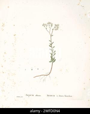Sedum album L. d'Histoire des plantes succulentes [Plantarum historia succulentarum / Histoire des plantes graminées] peint par Pierre-Joseph redouté et décrit par Augustin Pyramus de Candolle Sedum album, la croûte de pierre blanche, est une plante à fleurs du genre Sedum dans la famille des Crassulaceae. On le trouve dans les régions tempérées septentrionales du monde, poussant souvent dans des crevasses ou des sols rocheux à drainage libre. Comme plante de longue journée, elle pousse végétativement pendant la majeure partie de l'année et fleurit en été. Banque D'Images